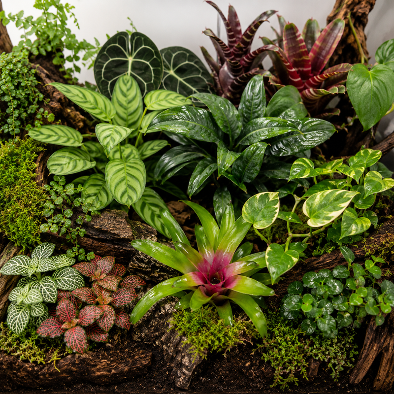 Terrarieväxter