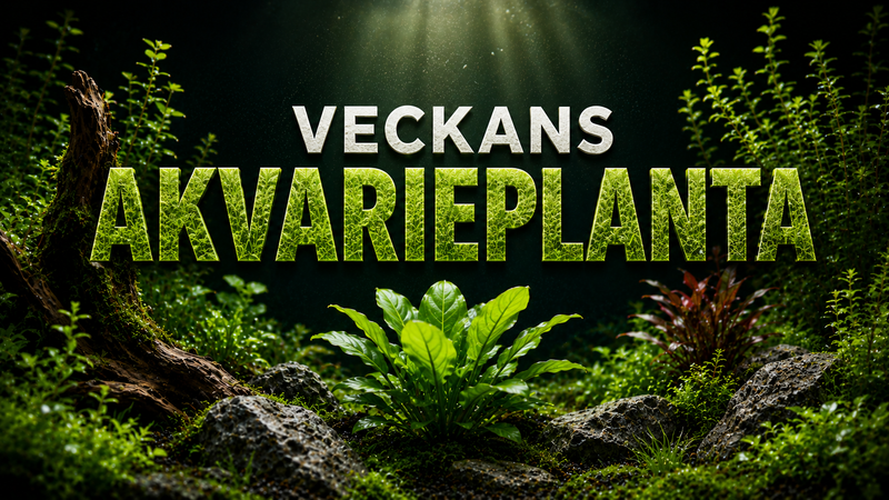Veckans planta