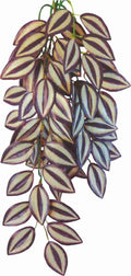 Artificial Plant Spiderwort Hanged 70 cm – Hängande konstgjord terrarieväxt