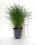 Elocharis Acicularis