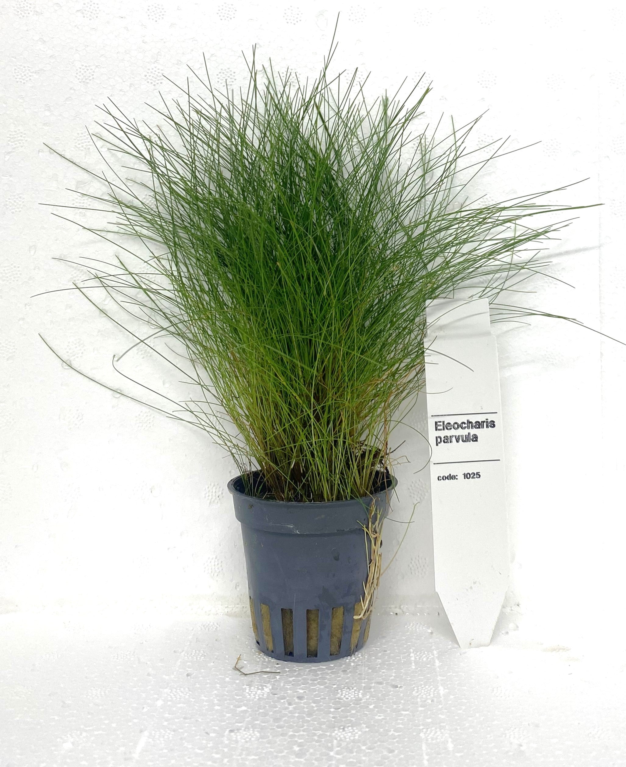 Elocharis Acicularis