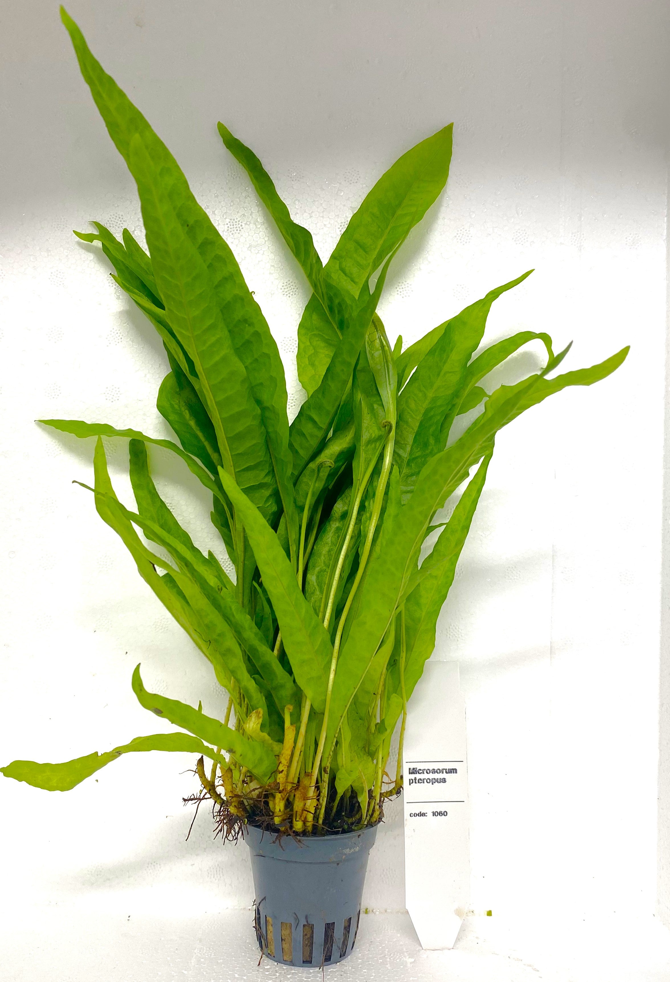 Microsorum Pteropus