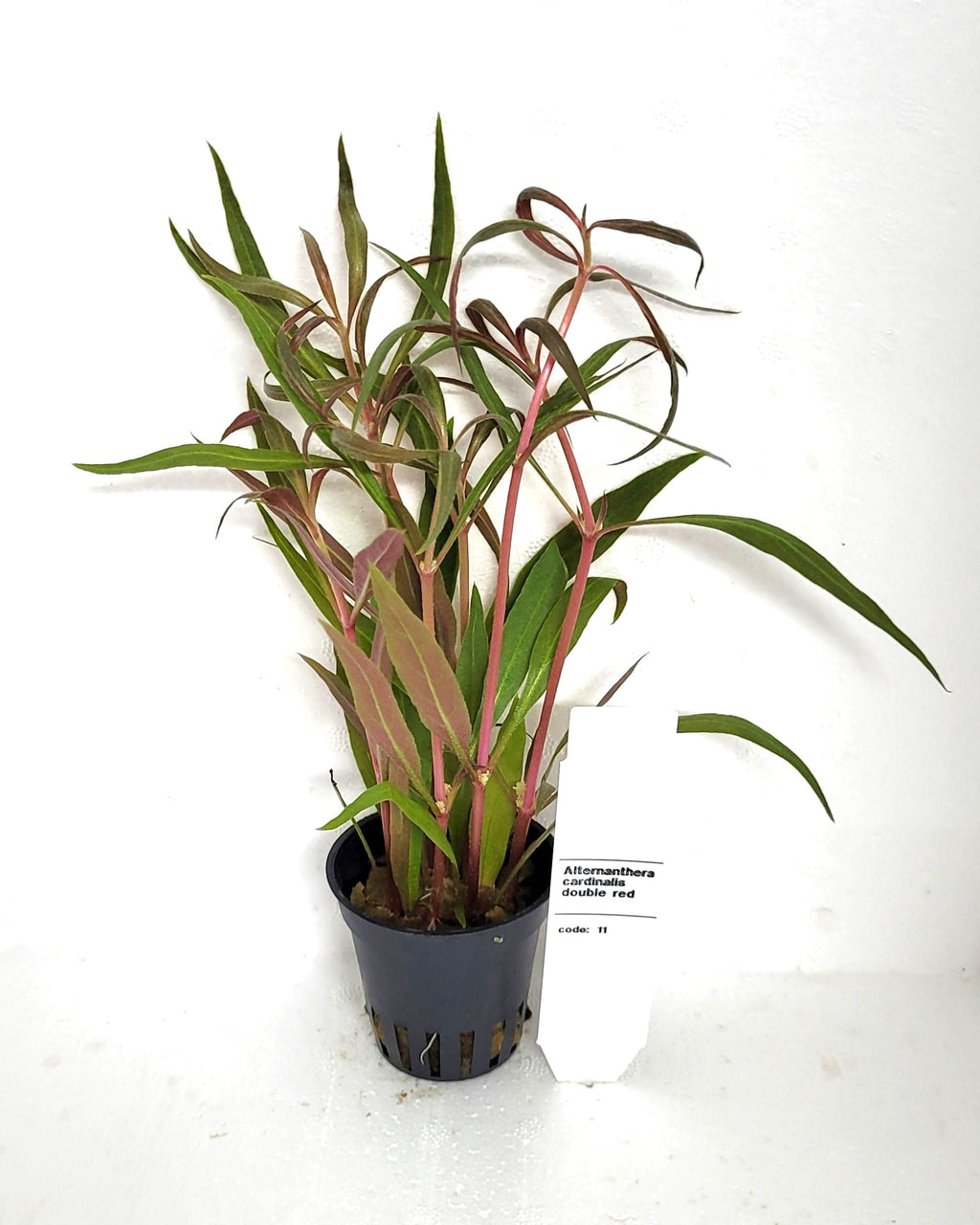 Alternanthera Cardinalis Double Rood