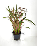 Alternanthera Cardinalis Double Rood