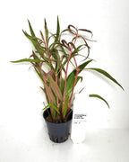 Alternanthera Cardinalis Double Rood