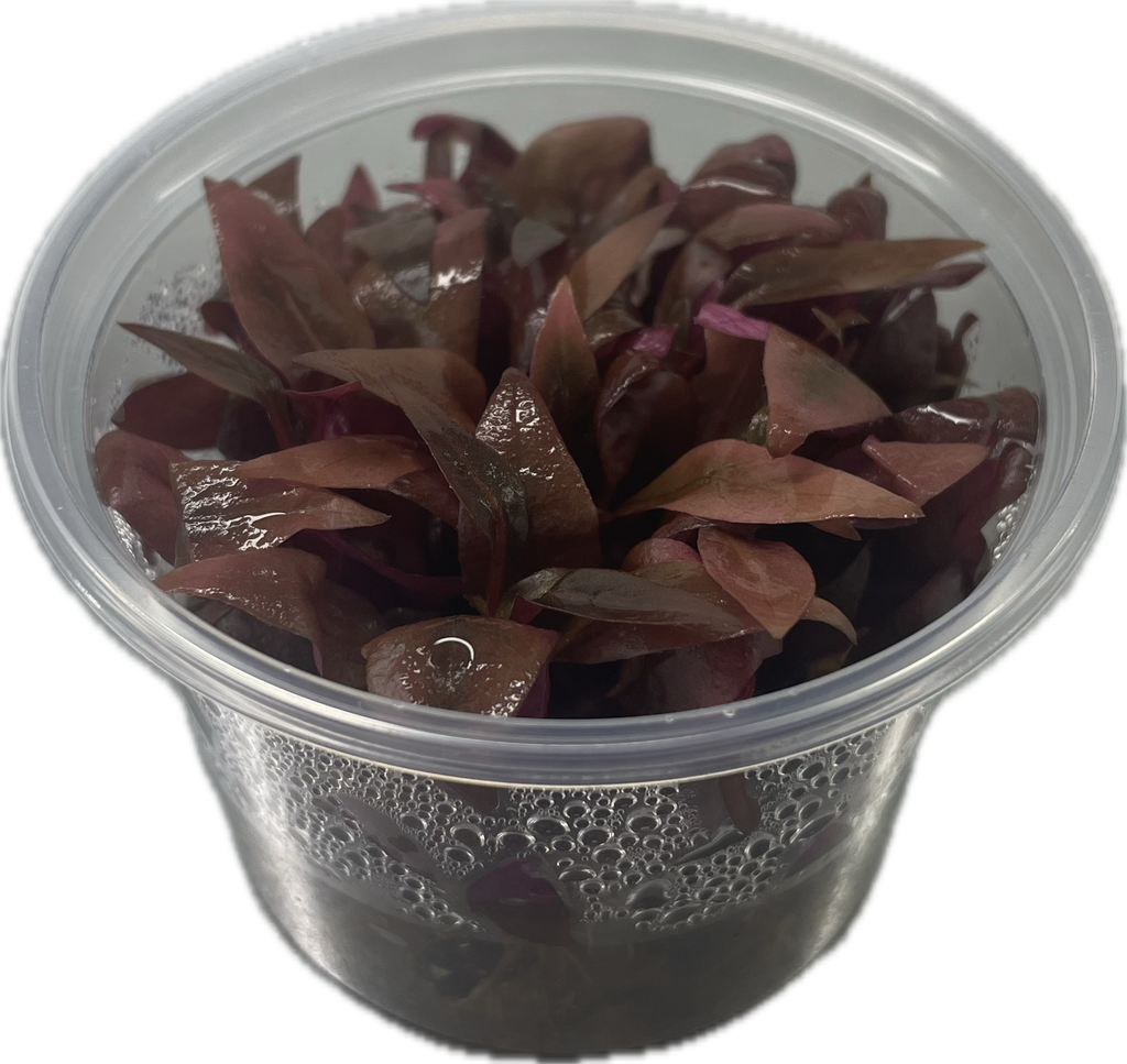 Alternanthera 'Minima' In Vitro – liten röd akvarieväxt
