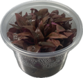 Alternanthera 'Minima' In Vitro – liten röd akvarieväxt