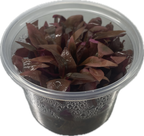 Alternanthera 'Minima' In Vitro – liten röd akvarieväxt