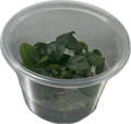 Anubias 'Nangi' In Vitro