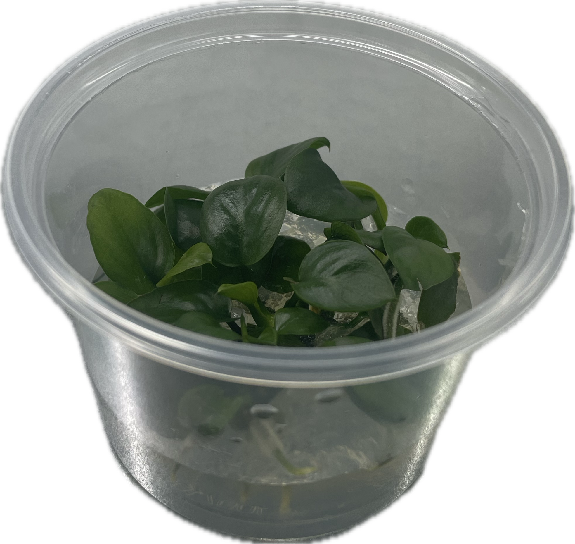 Anubias 'Nangi' In Vitro