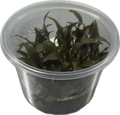 Cryptocoryne petchii 'Pink' In Vitro