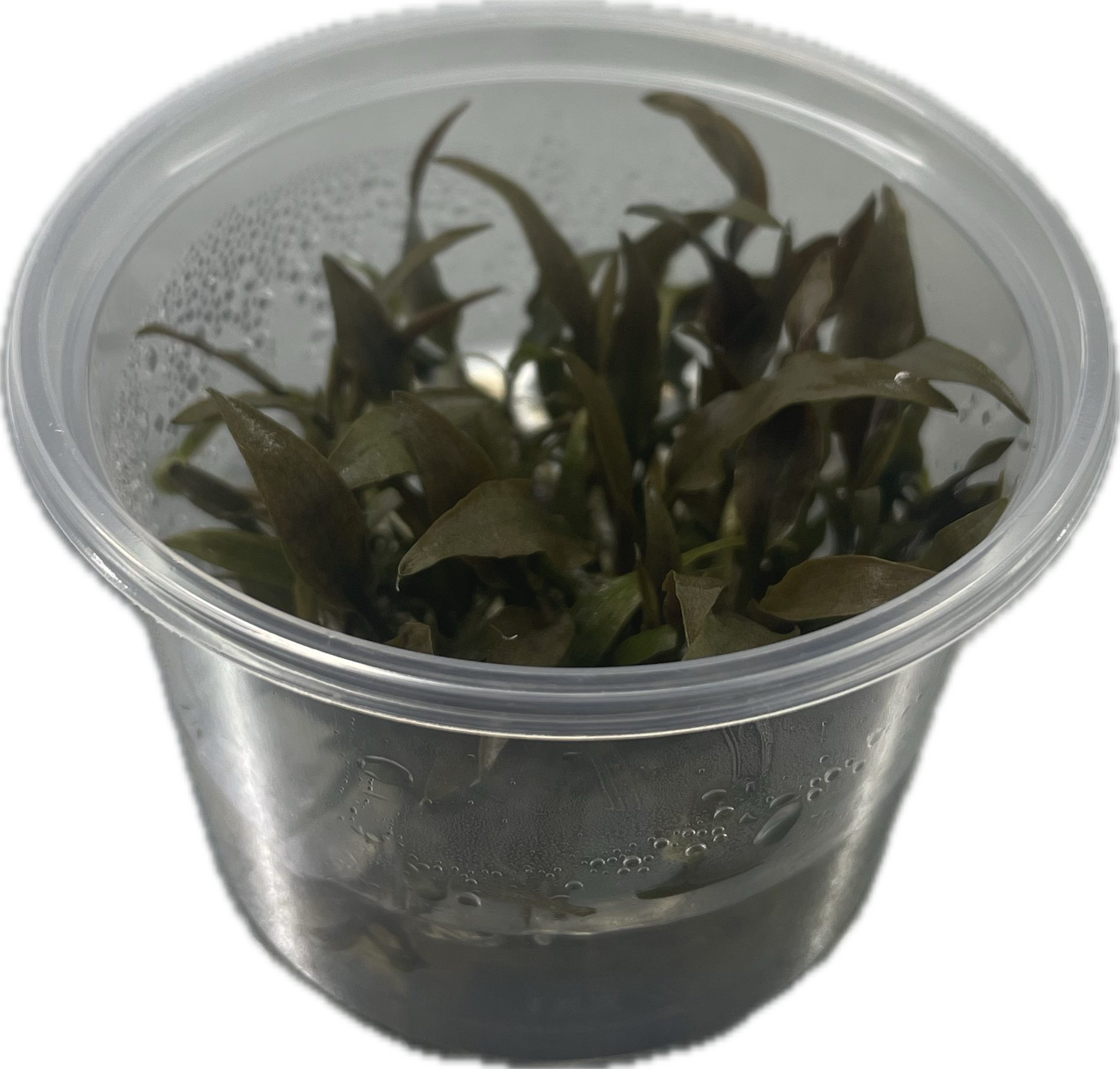 Cryptocoryne petchii 'Pink' In Vitro