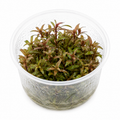 Hygrophila 'Chai' In Vitro – exklusiv rosa akvarieväxt