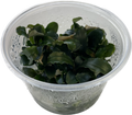 Bucephalandra sp. Red In Vitro