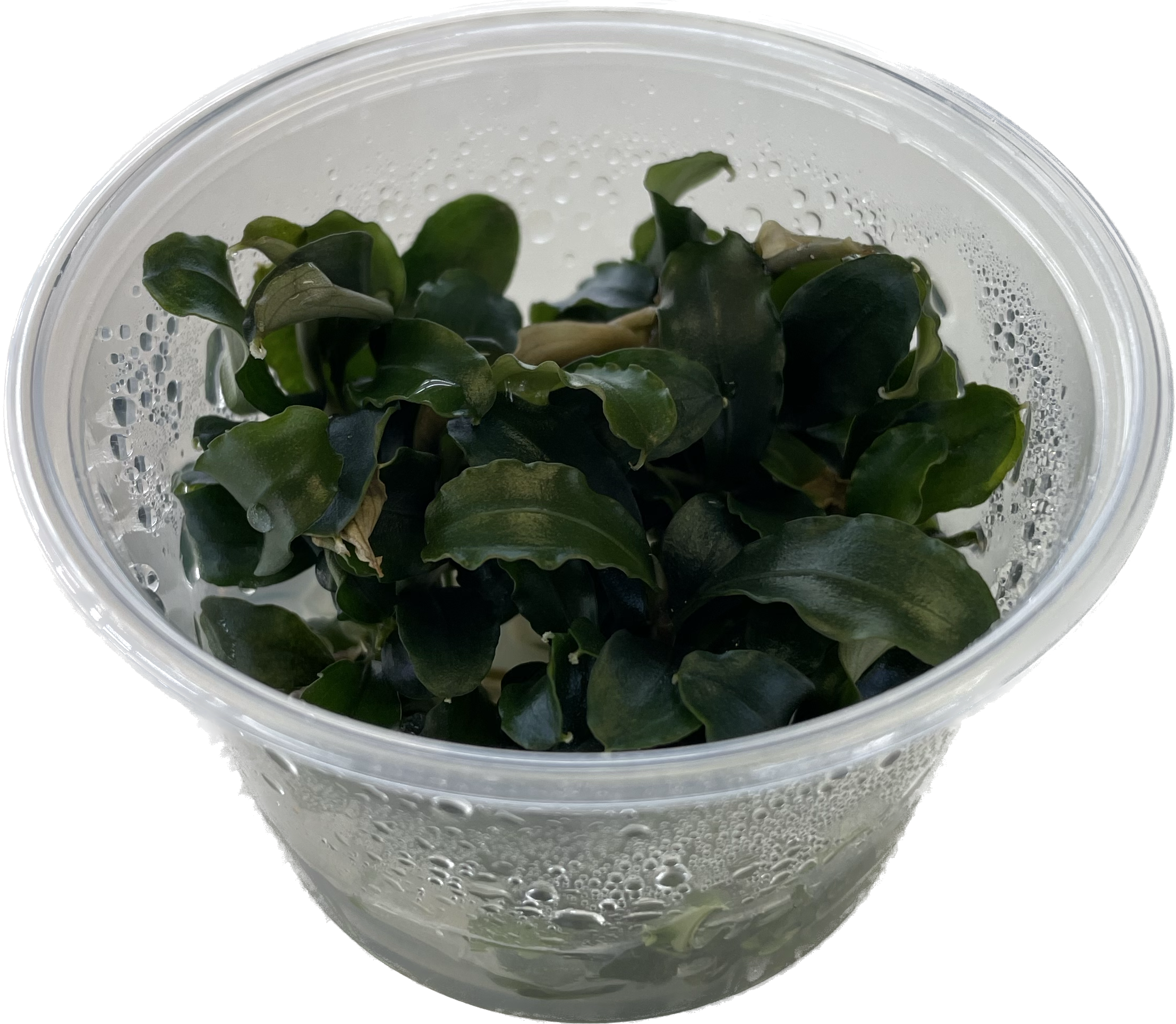 Bucephalandra sp. Red In Vitro