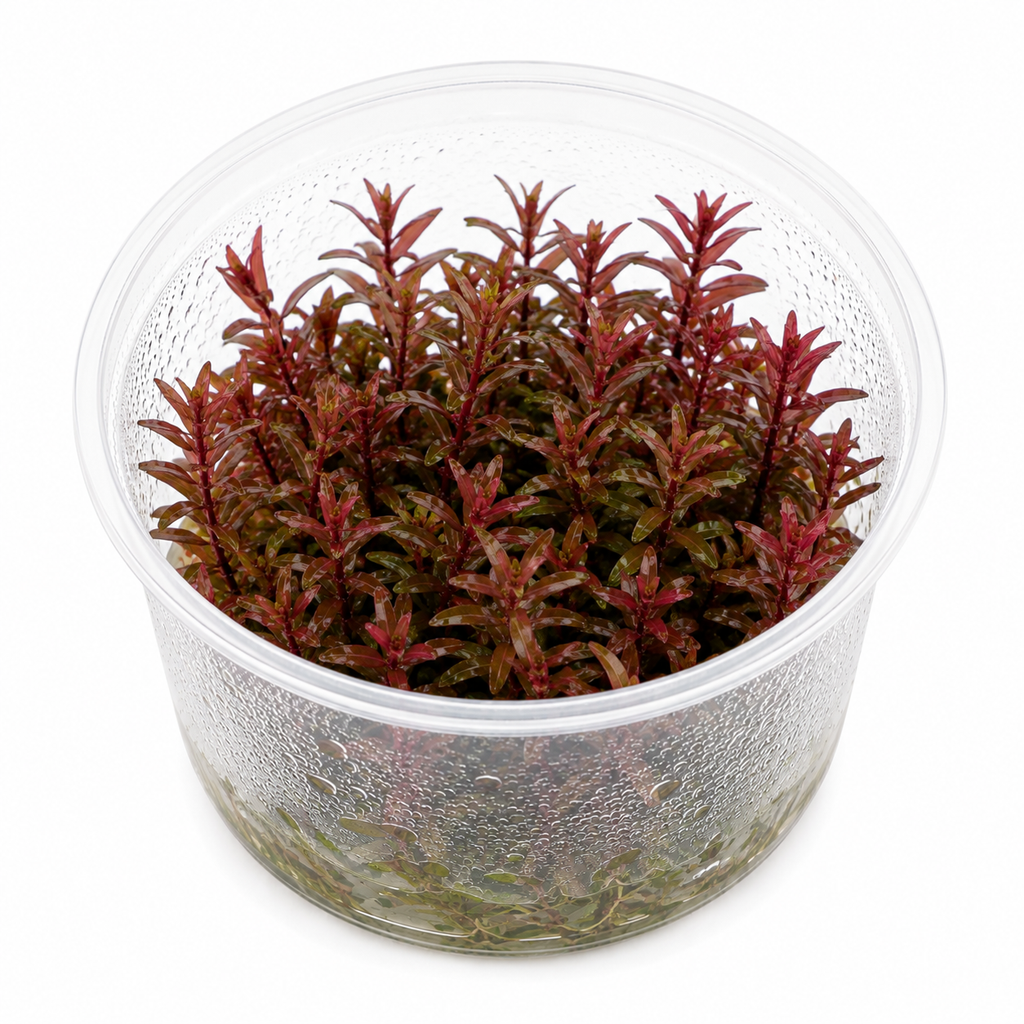 Rotala 'Singapore Blood Red' In Vitro – intensivt röd akvarieväxt
