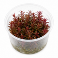 Rotala 'Singapore Blood Red' In Vitro