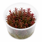 Rotala 'Singapore Blood Red' In Vitro – intensivt röd akvarieväxt