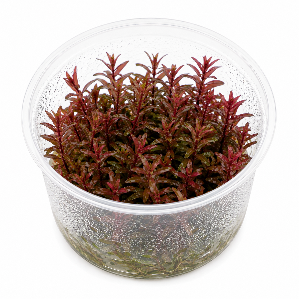 Rotala 'Singapore Blood Red' In Vitro