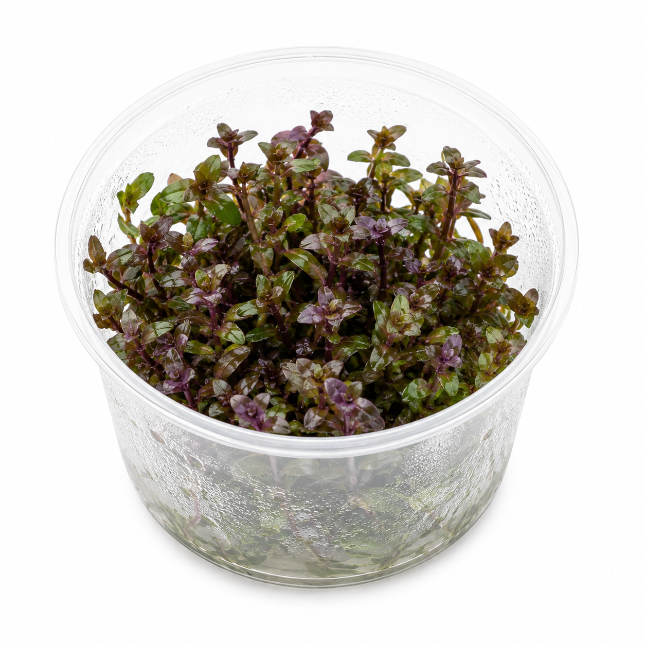 Bacopa salzmannii 'Purple' In Vitro