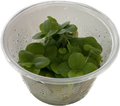Limnobium laevigatum – Amazon Frogbit