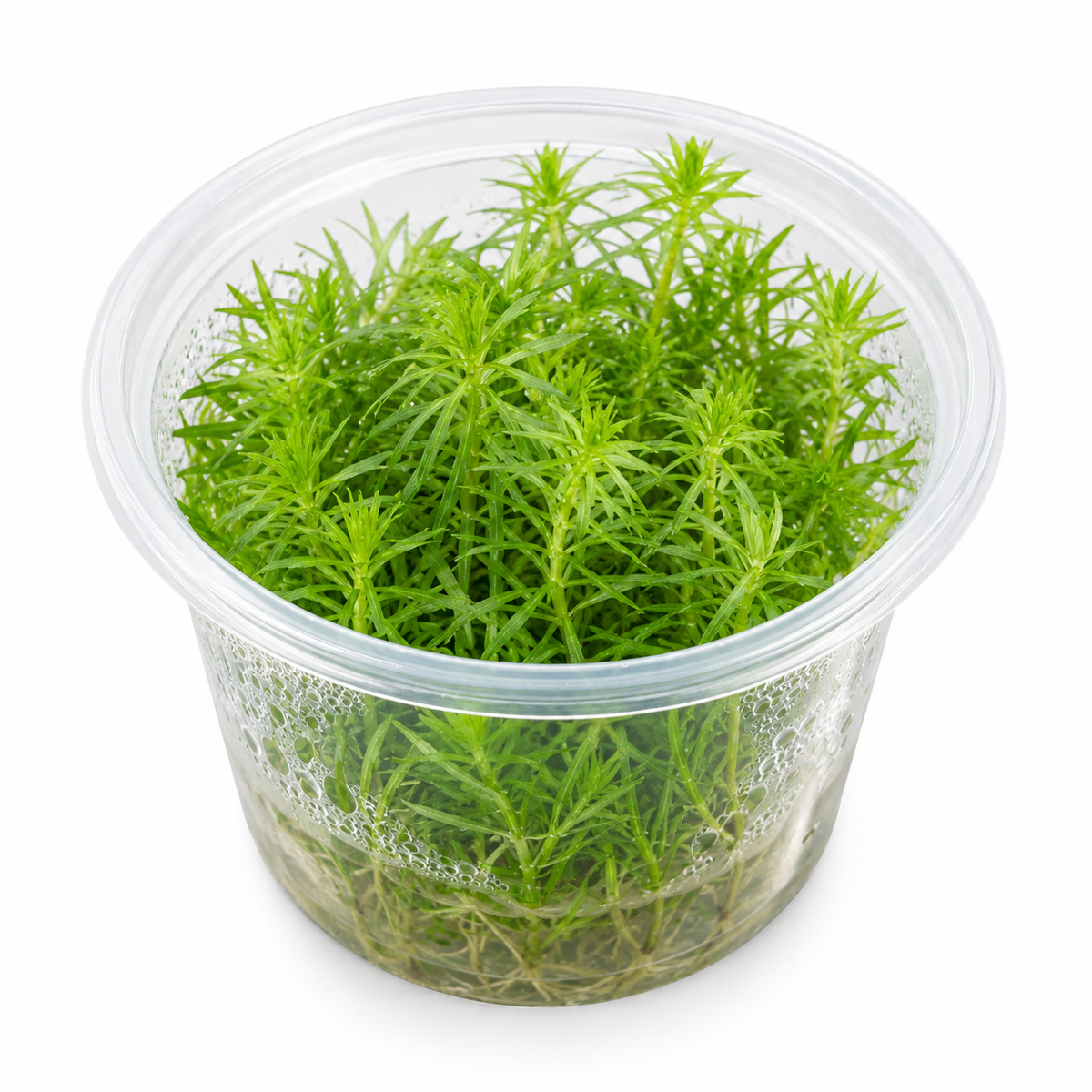 Limnophila hippuridoides In Vitro – röd akvarieväxt