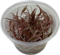 Cryptocoryne 'Flamingo' In Vitro
