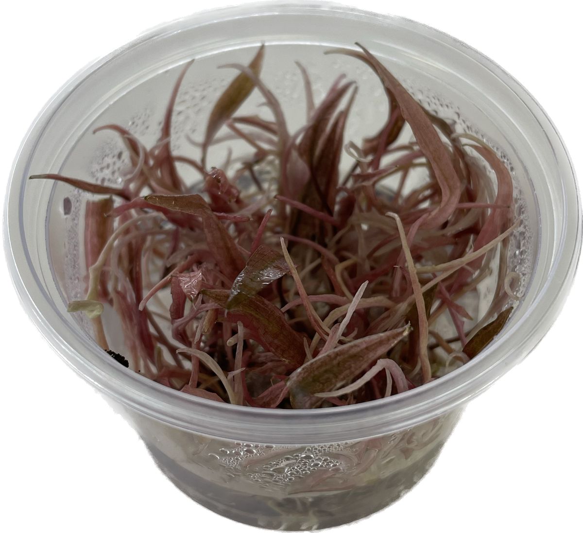 Cryptocoryne 'Flamingo' In Vitro