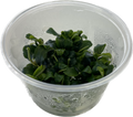 Bucephalandra sp. Green In Vitro