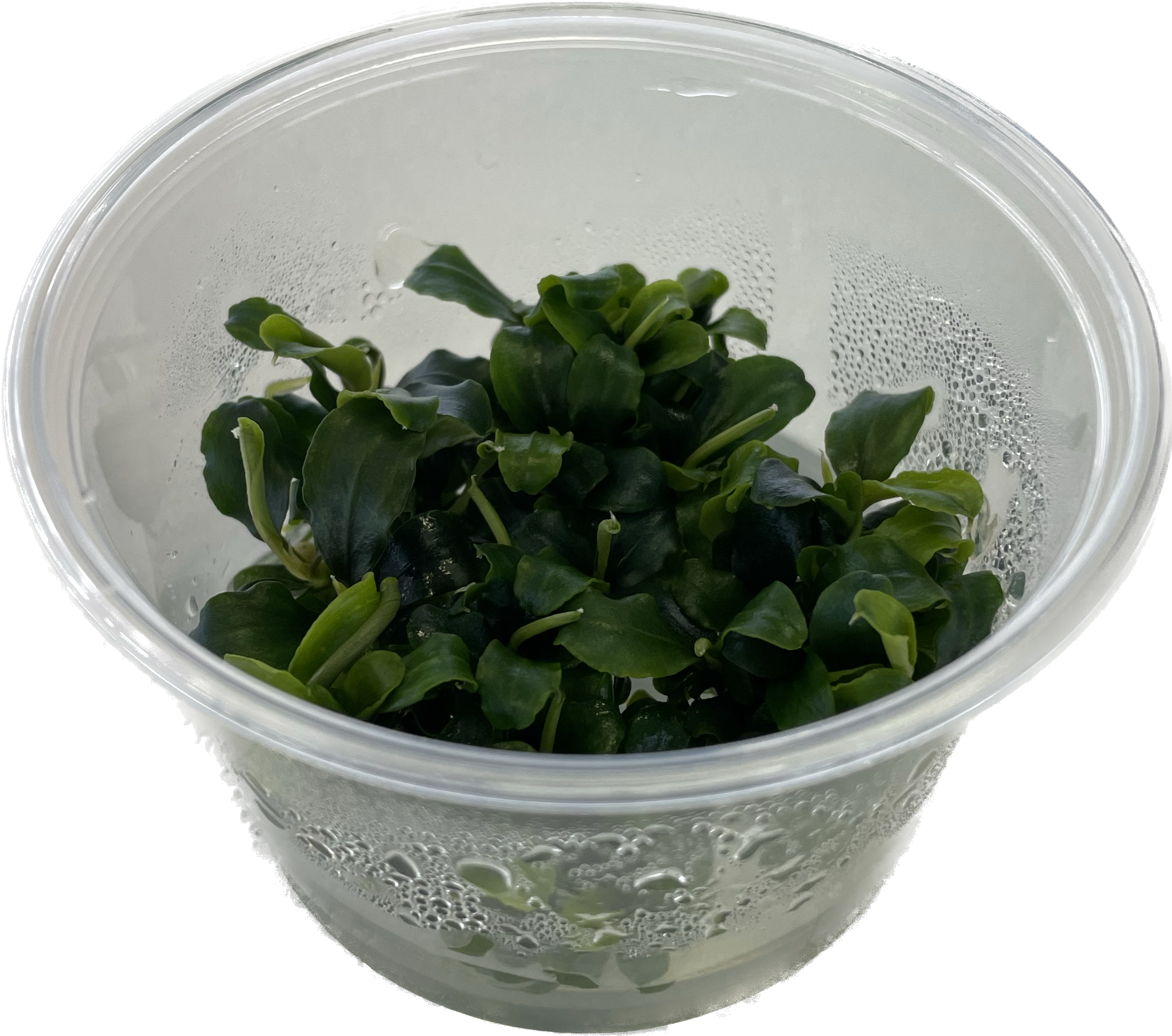 Bucephalandra sp. Green In Vitro