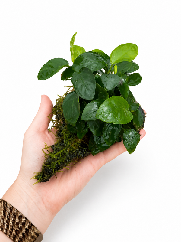 Driftwood Small med Anubias