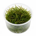 Taxiphyllum sp. 'Flame Moss'