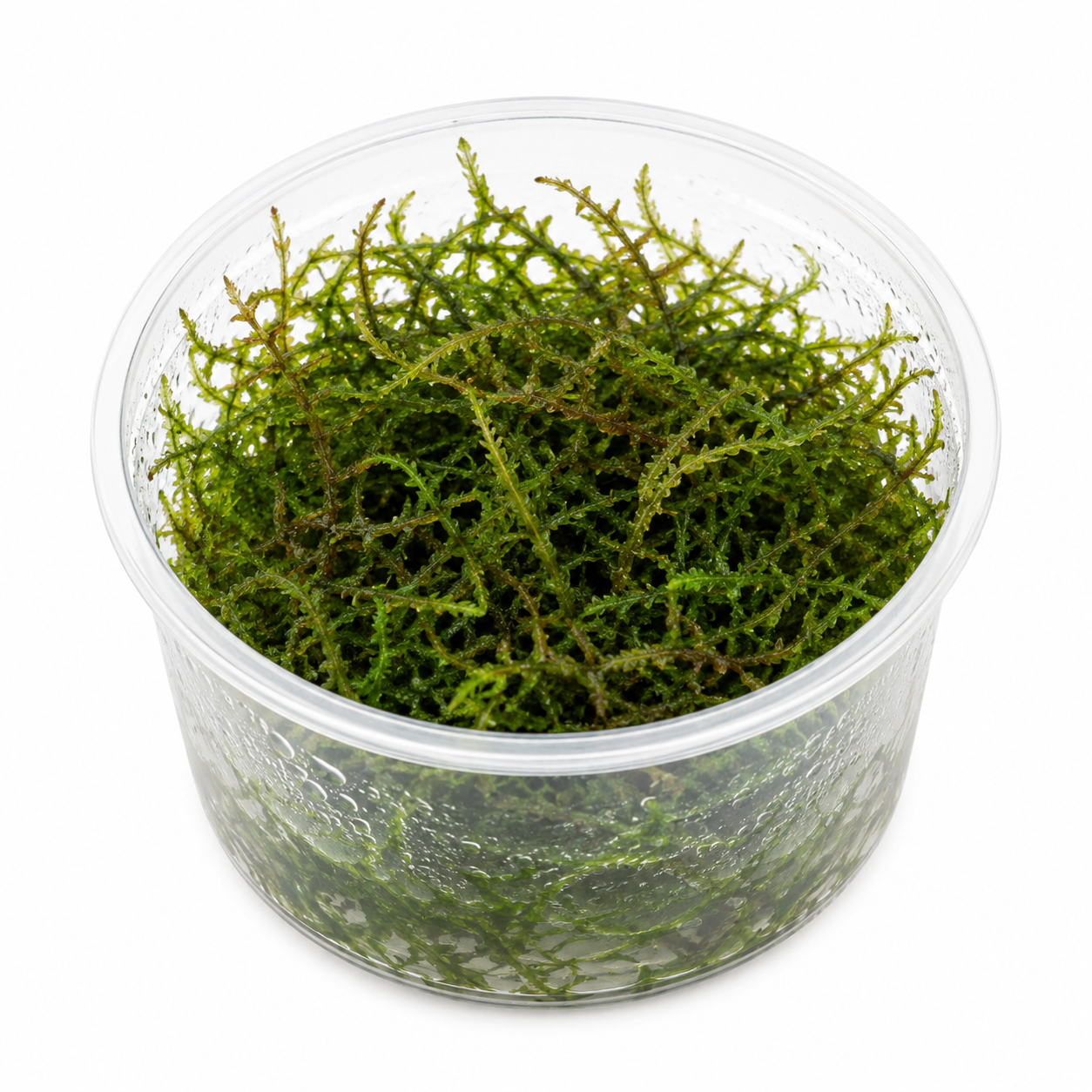 Taxiphyllum sp. 'Flame Moss'