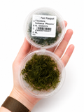 Phoenix Moss (Fissidens fontanus)