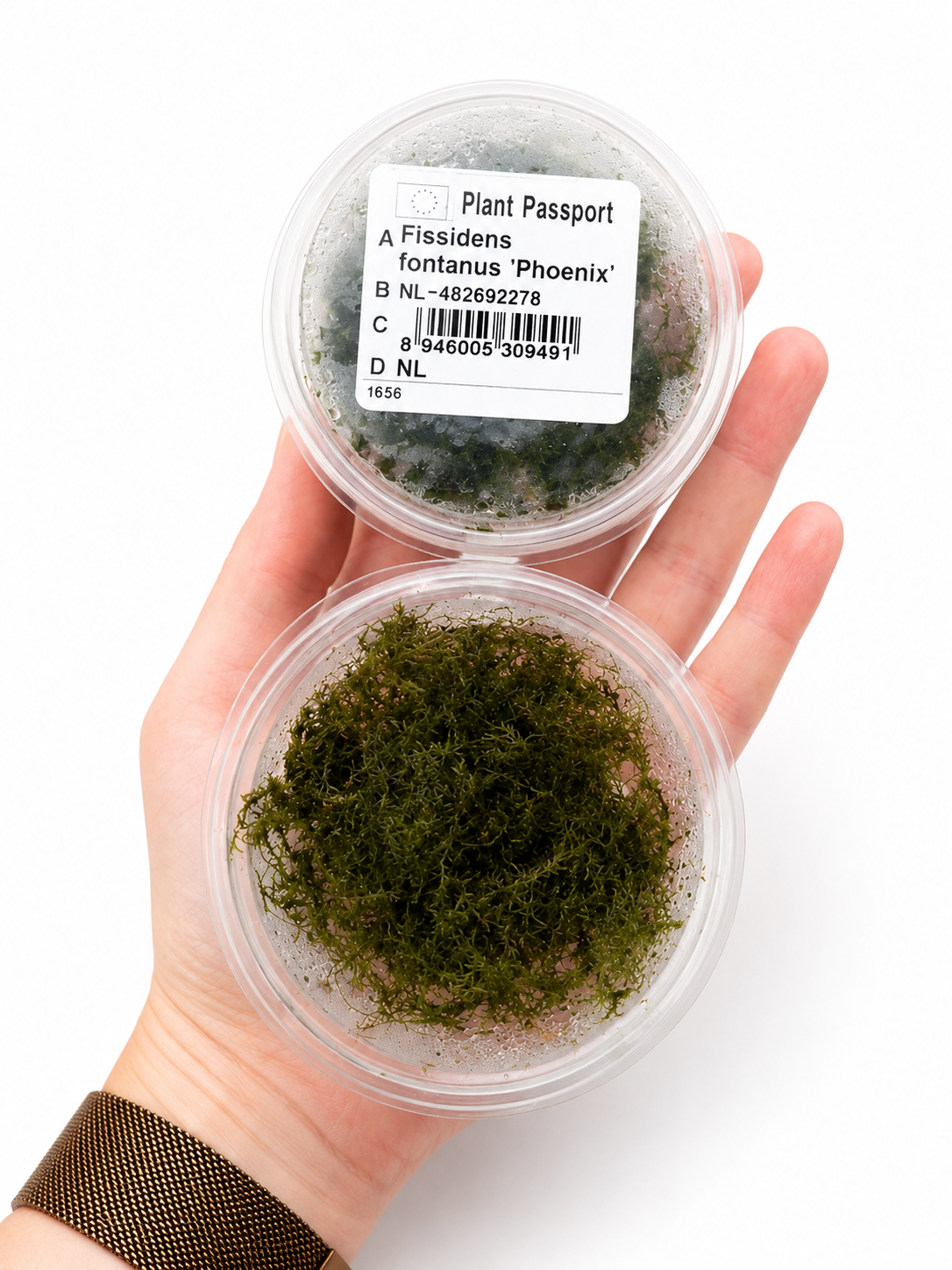 Phoenix Moss (Fissidens fontanus)