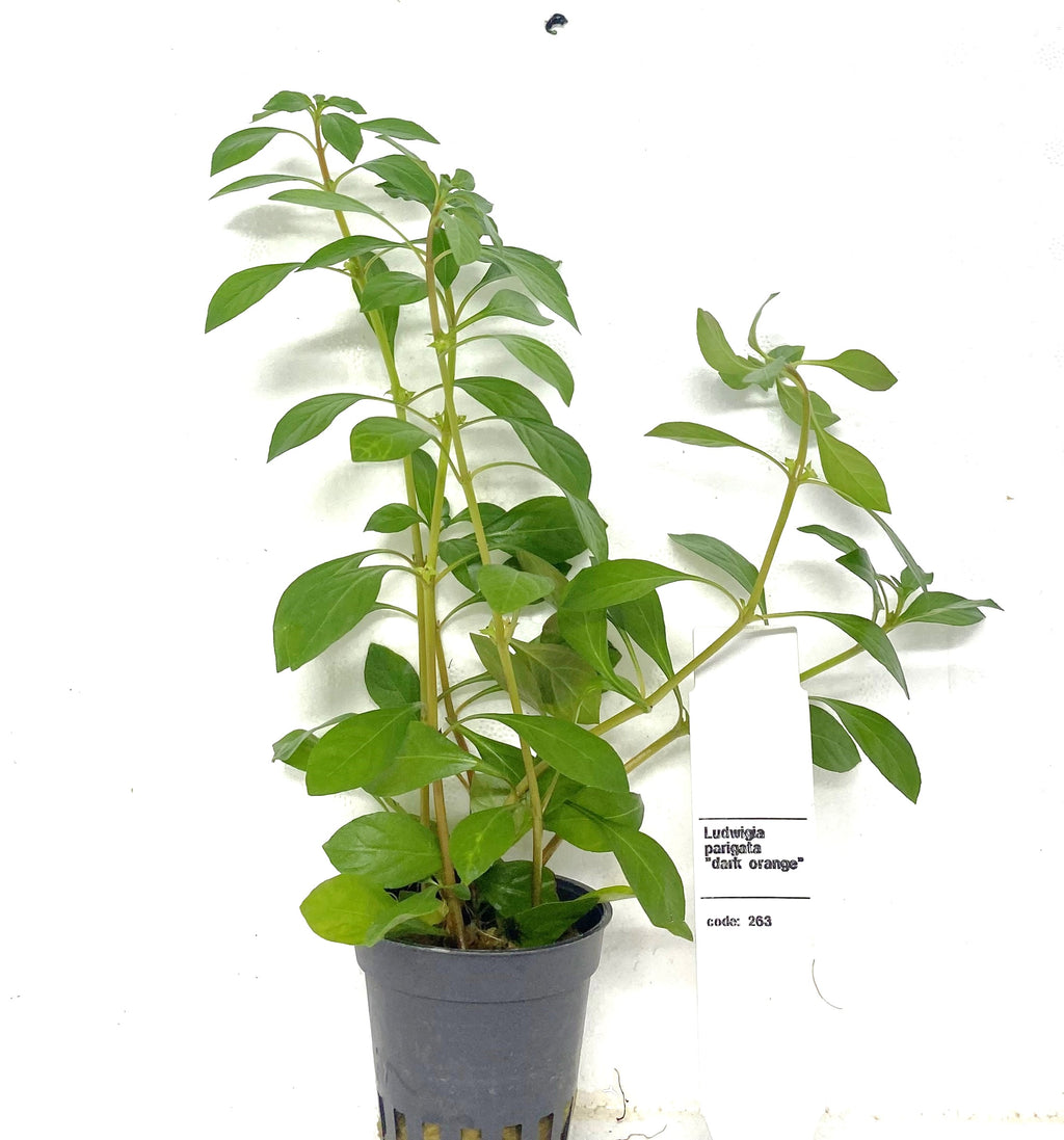 Ludwigia 'Dark Orange' – orange och röd akvarieväxt