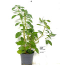 Ludwigia 'Dark Orange' – orange och röd akvarieväxt