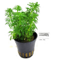 Limnophila Sessiliflora - Ambulia