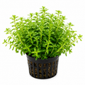 Limnophila sp. 'Vietnam Mini' – kompakt grön akvarieväxt