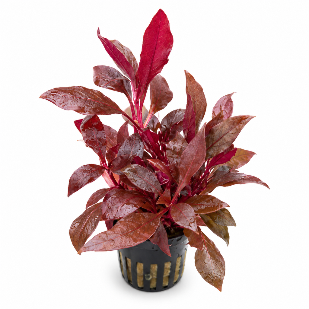 Alternanthera 'Cardinalis' – röd akvarieväxt