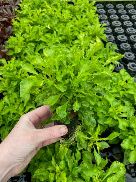 Alternanthera bettzickiana