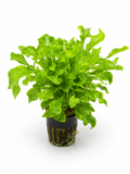 Alternanthera bettzickiana