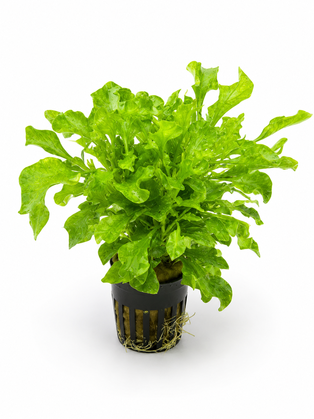 Alternanthera bettzickiana
