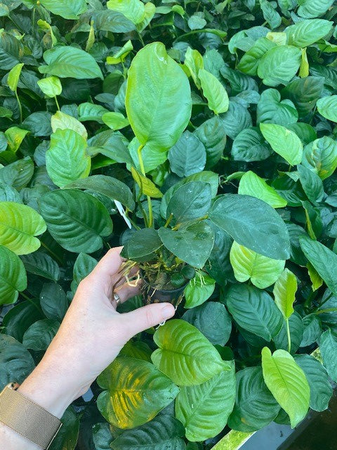 Anubias barteri