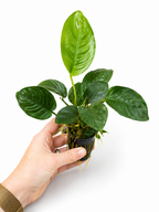 Anubias barteri