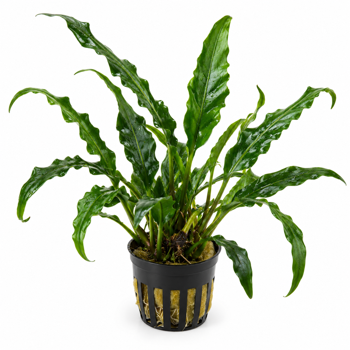 Anubias 'Dragon Claw' – ovanlig och lättskött akvarieväxt