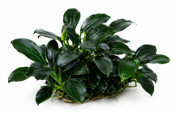 Anubias Nana Dark Moon