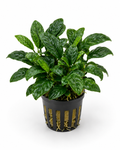 Anubias nana 'Peacock'