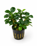 Anubias Bonsai