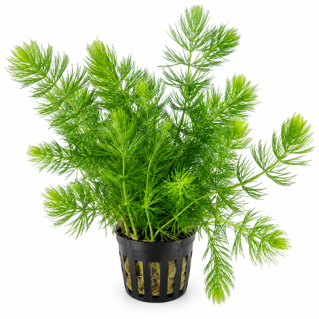 Ceratophyllum demersum – Hornsärv för akvarium